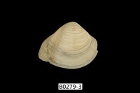 藏品(臺灣歪簾蛤)的圖片